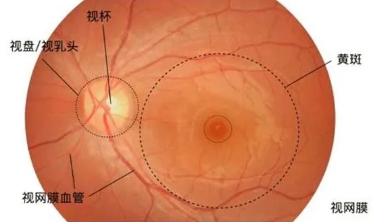 image-20240528101137886