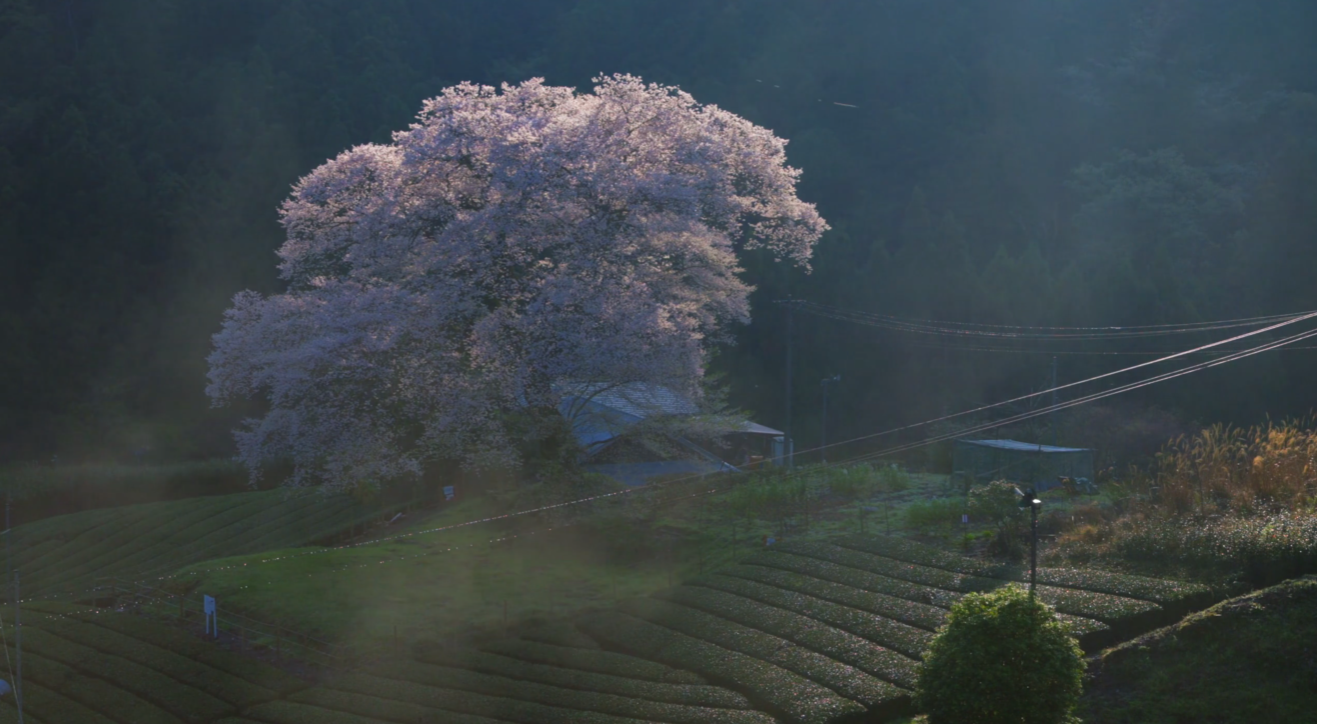 image-20240529185018396