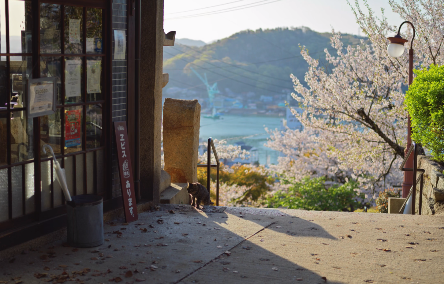 image-20240529185929212